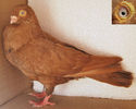 Numaru' 1