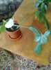 Philodendron   panduriforme