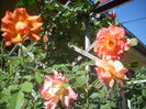 DSCN3254[1]