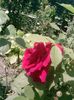trandafir (39)