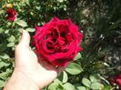 trandafirr (2)