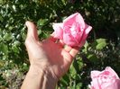 trandafirr (5)