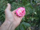 trandafirr (7)