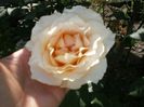 trandafirr (8)