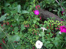 fuchsia Riccartonii