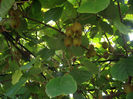 fructe de kiwi