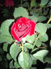 IMGP5324