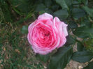 La Rose de Molinard