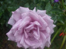 Mamie Blue
