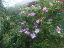 DSCF2279