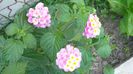 lantana