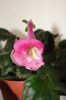 SRG's Dream Pink