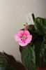 SRG's Pink Diamond