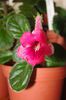 SRG's Rosy Love