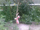 Copie a 27072013(003)