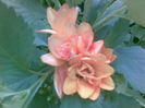 Copie (2) a 27072013(004)