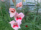 Copie a Copie a 27072013(013)