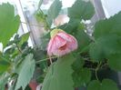 abutilon-4 roz deschis