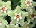 Hoya_serpens