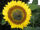 Floarea soarelui ornamentala