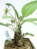 Dorstenia crispa