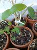 Hoya - bicolor aff (old crassicaulis TOC "G") TOC