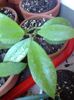 Hoya pusilla aff (wrong) AG08-30 Sabah