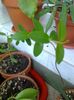 Hoya cumingiana Narrow leaf