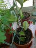 Hoya carnosa spottedleaf