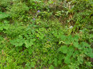 DSCN6387