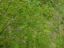 DSCN6388