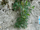 DSCN6505