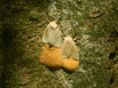 DSCN6559