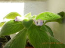 Liliacinda viridis