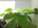 episcia Liliacinda viridis