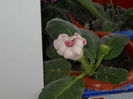 gloxi tigrina red