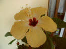 Lutea