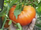 Amana Orange