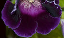 Blue Rain-Hibrid Crep de Chine+Violacea