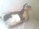 Image0588