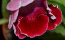 Red Rain-Hibrid Crep de Chine+Violacea
