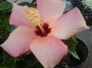 apricot simplu-32