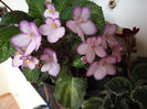 DSCF0724