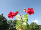 DSCF0775