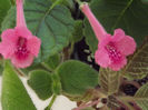 DSCF0932