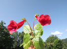 DSCF0776