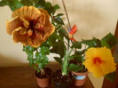 hibiscus grup- 29 iulie 2013