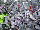 capsicum annuum black pearl