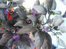 capsicum annuum black pearl