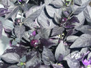 capsicum annuum black pearl